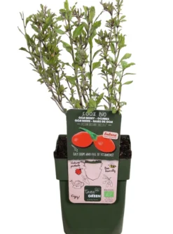 Bio Goji-Beere 'Instant Success®'