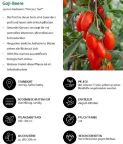 Bio Goji-Beere 'Princess Tao®'