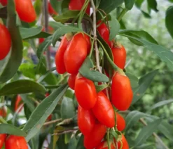 Bio Goji-Beere 'Princess Tao®'