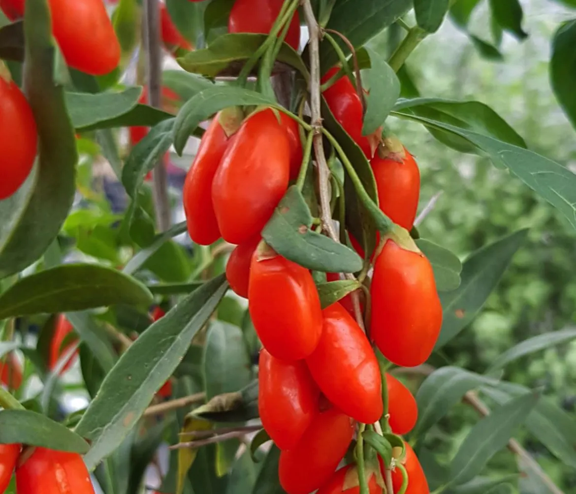 Bio Goji-Beere 'Princess Tao®'