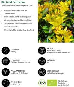 Bio Gold-Fetthenne 'Weihenstephaner Gold'