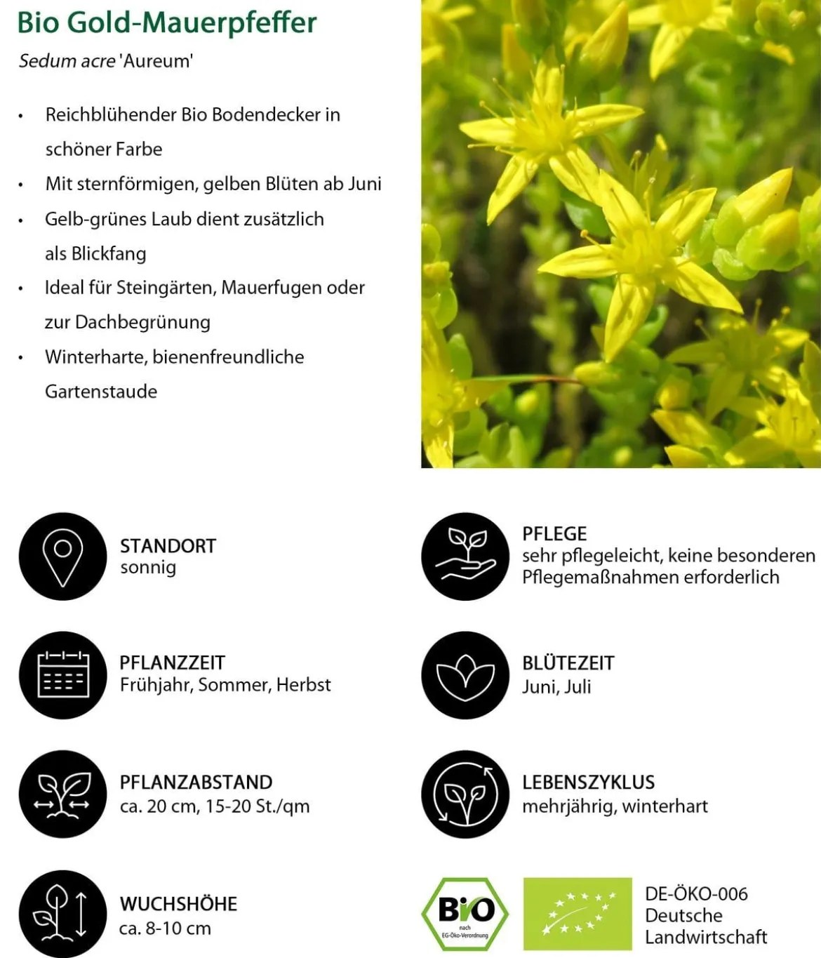 Bio Gold-Mauerpfeffer 'Aureum'