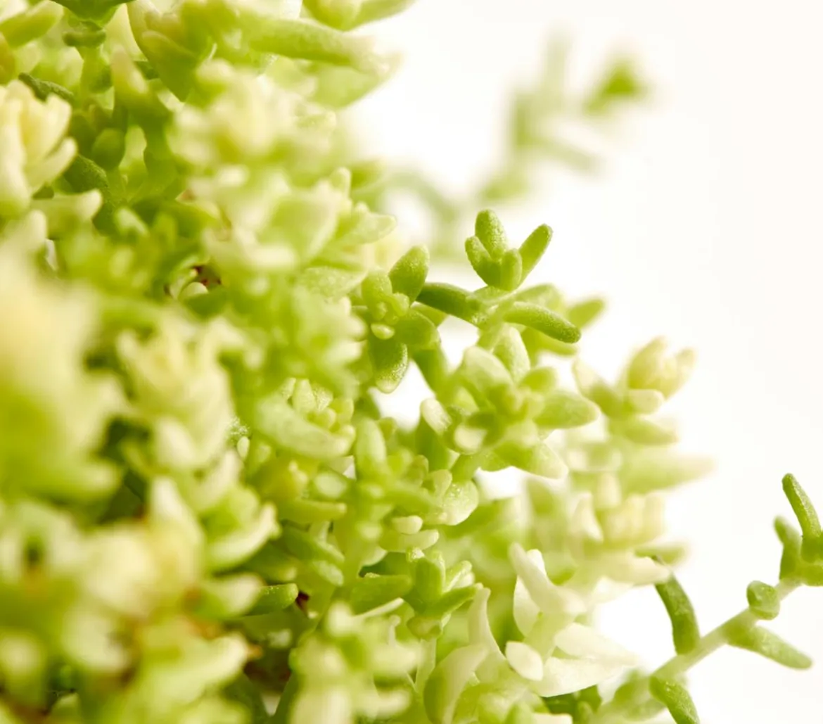 Bio Gold-Mauerpfeffer 'Aureum'