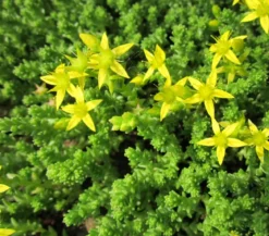 Bio Gold-Mauerpfeffer 'Aureum'