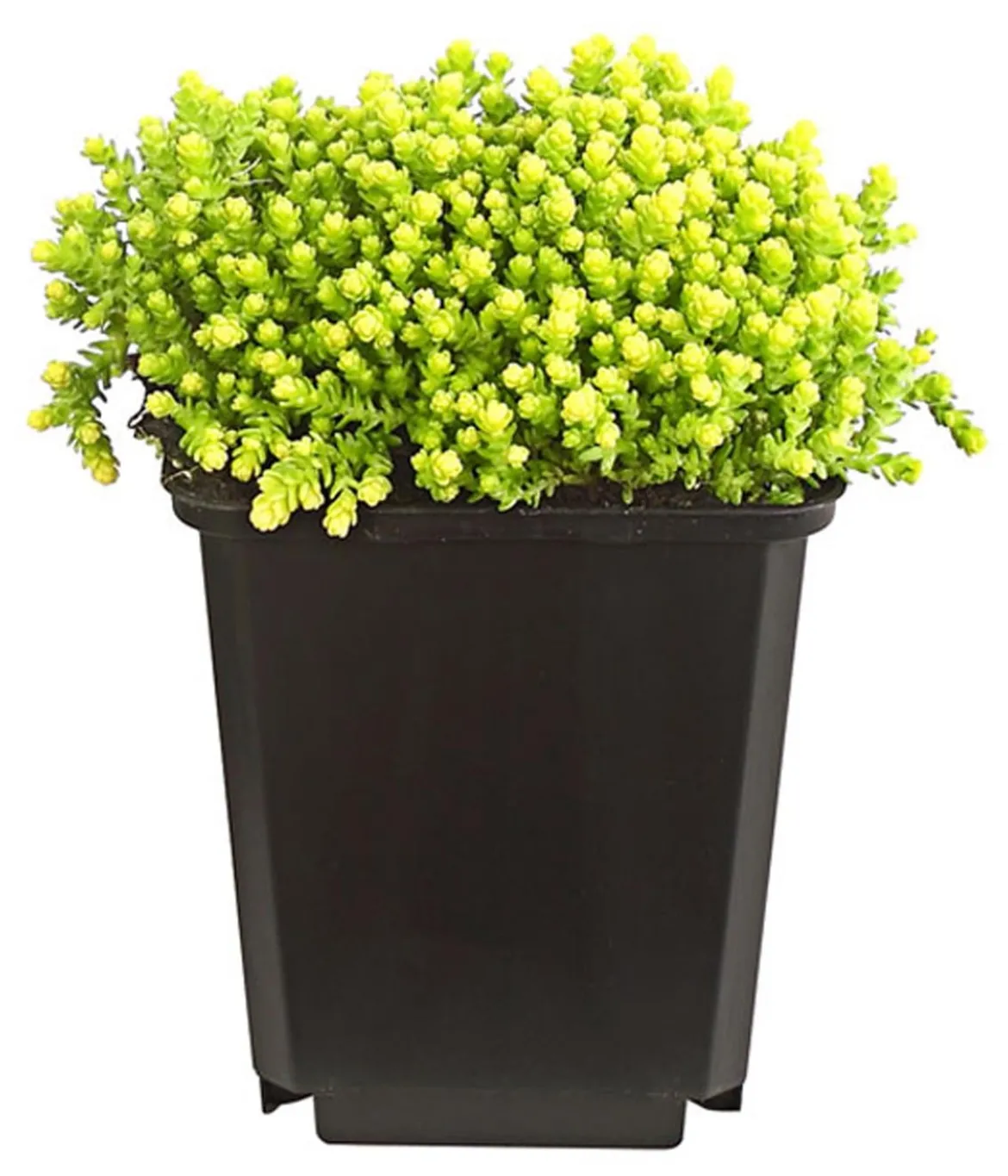 Bio Gold-Mauerpfeffer 'Aureum'