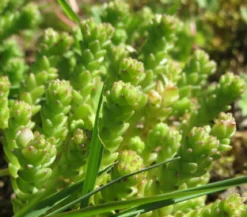 Bio Gold-Mauerpfeffer 'Aureum'