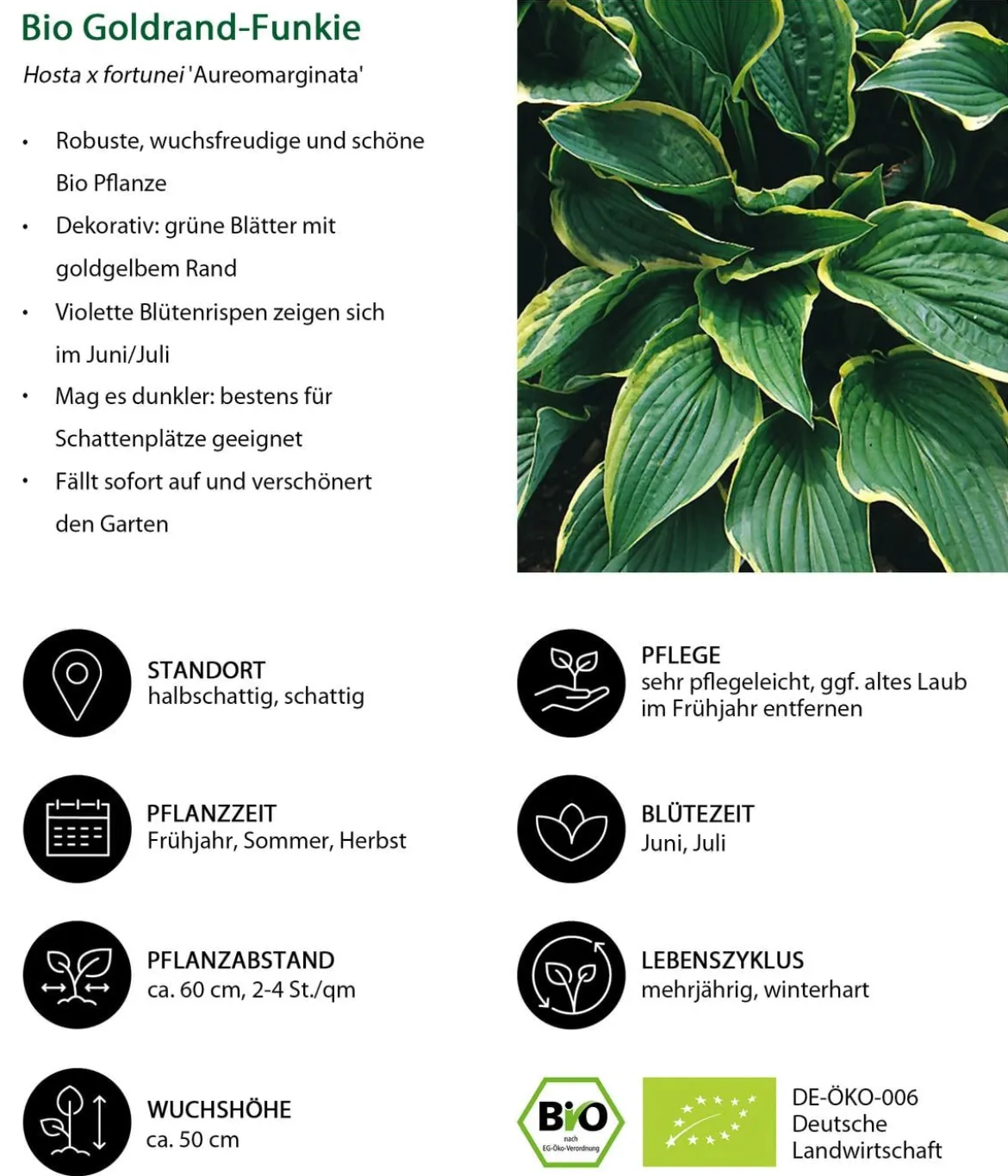Bio Goldrandfunkie 'Aureomarginata'