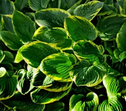 Bio Goldrandfunkie 'Aureomarginata'