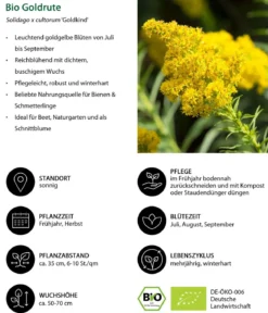 Bio Goldrute 'Goldkind'