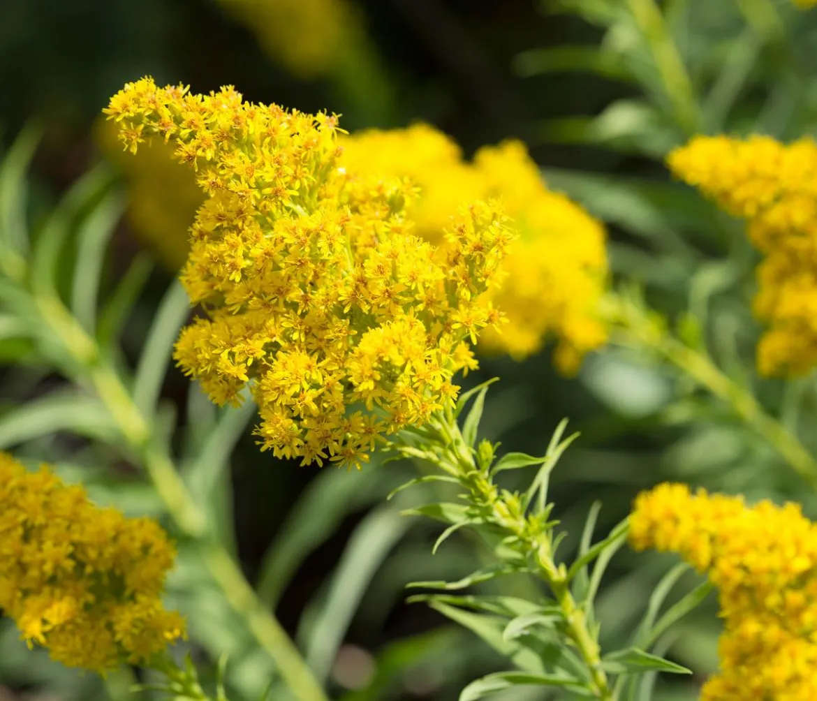 Bio Goldrute 'Goldkind'