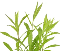 Bio Goldrute 'Goldkind'