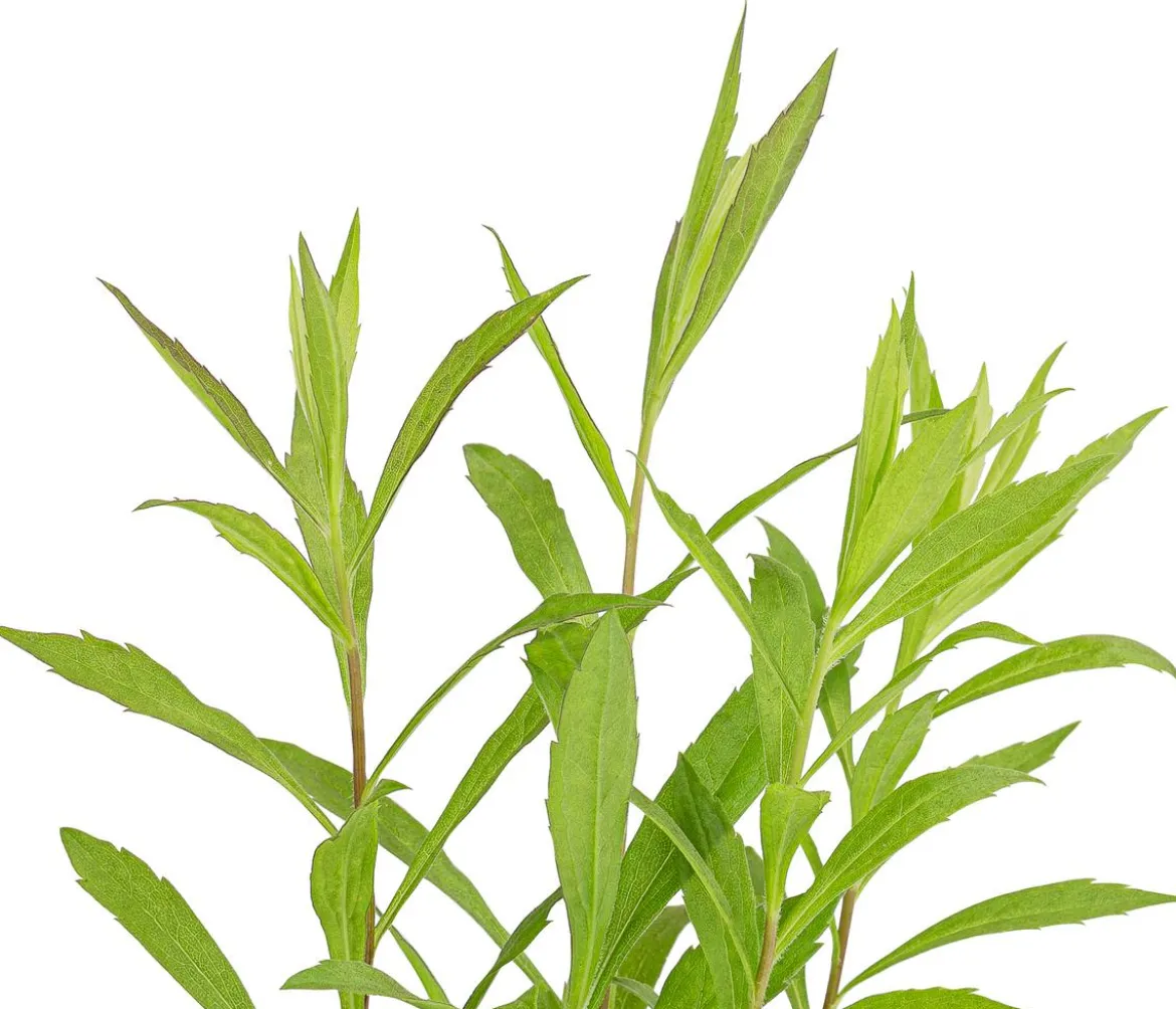 Bio Goldrute 'Goldkind'