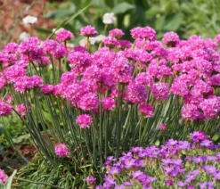 Bio Grasnelke, pink