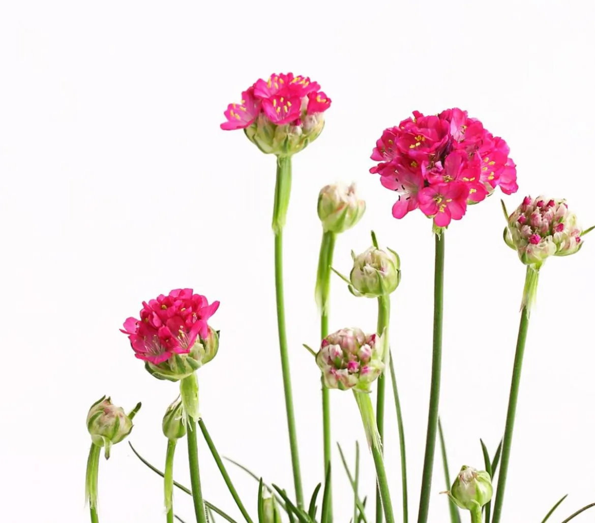 Bio Grasnelke, pink
