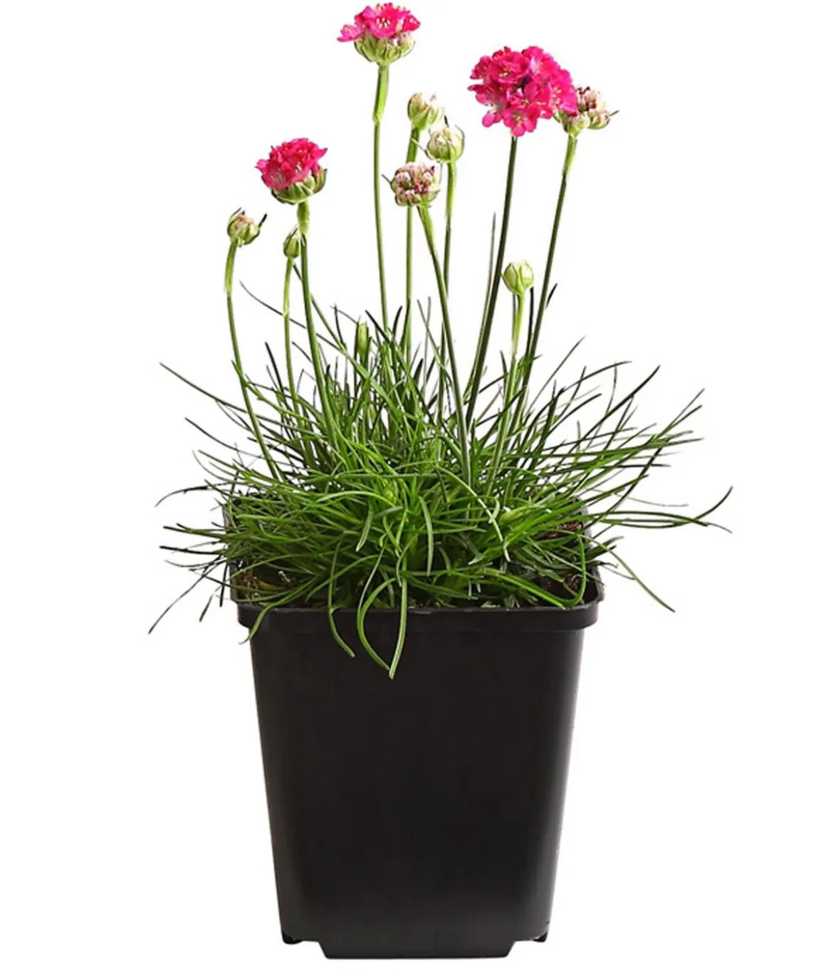 Bio Grasnelke, pink