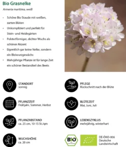 Bio Grasnelke, weiß