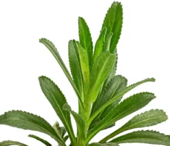 Bio Großblumige Magerite 'Banana Cream'