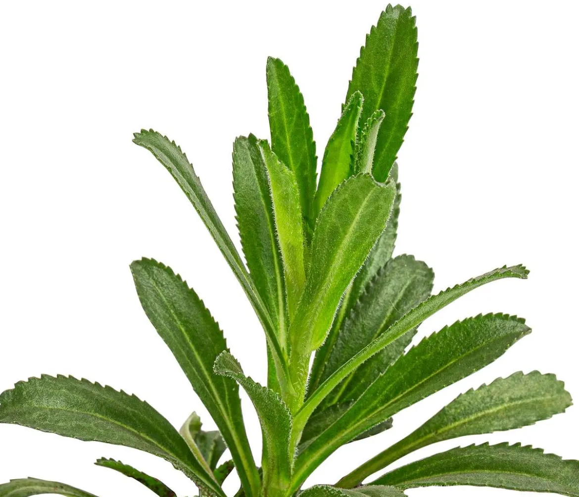 Bio Großblumige Magerite 'Banana Cream'