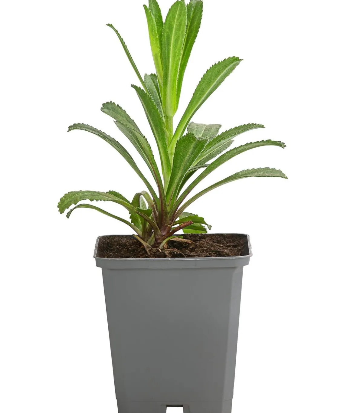 Bio Großblumige Magerite 'Banana Cream'
