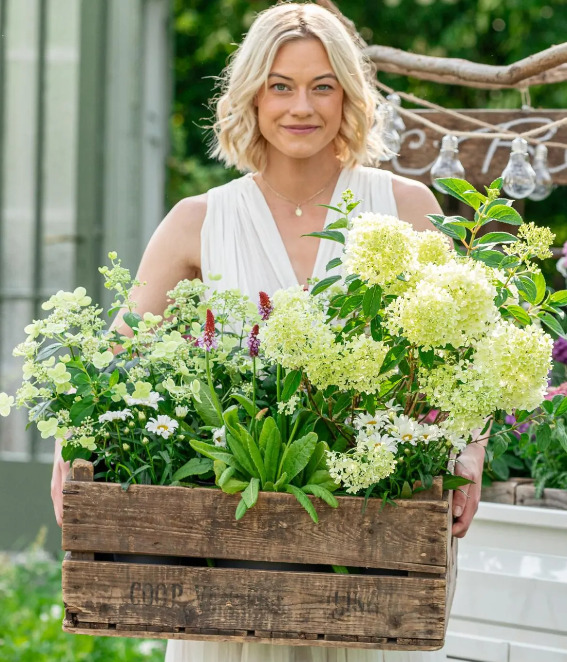 Bio Großblumige Margerite 'Alaska'
