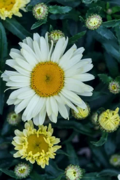 Bio Großblumige Margerite 'Alaska'