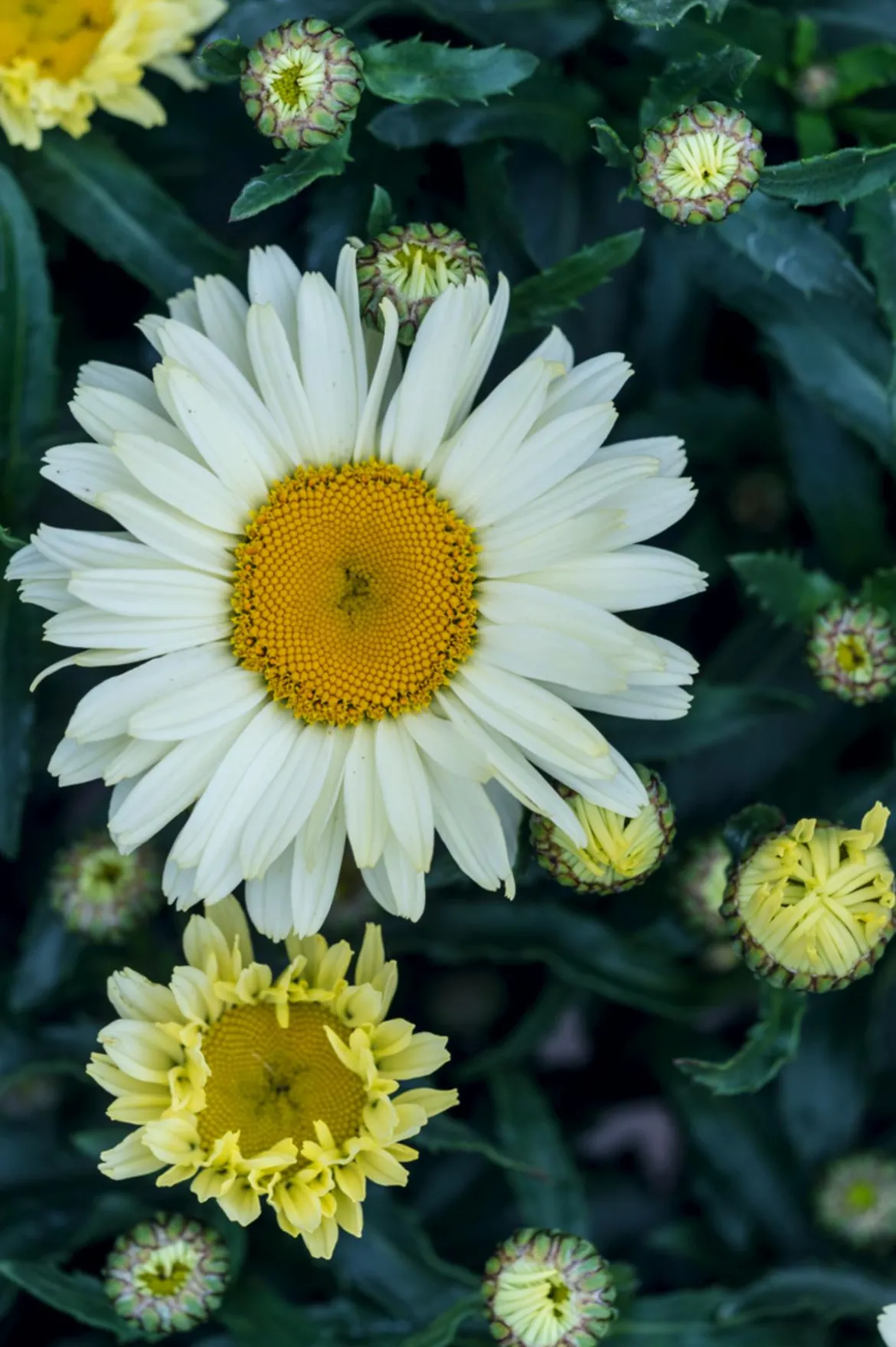 Bio Großblumige Margerite 'Alaska'
