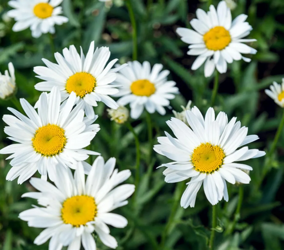 Bio Großblumige Margerite 'Alaska'