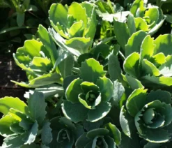 Bio Große Fetthenne 'Herbstfreude'