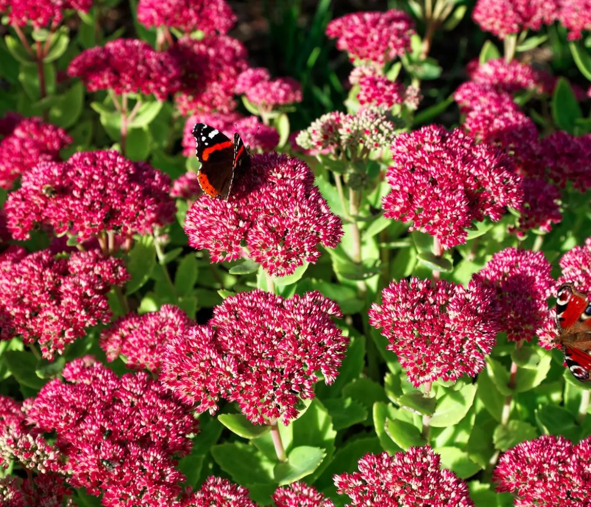 Bio Große Fetthenne 'Herbstfreude'