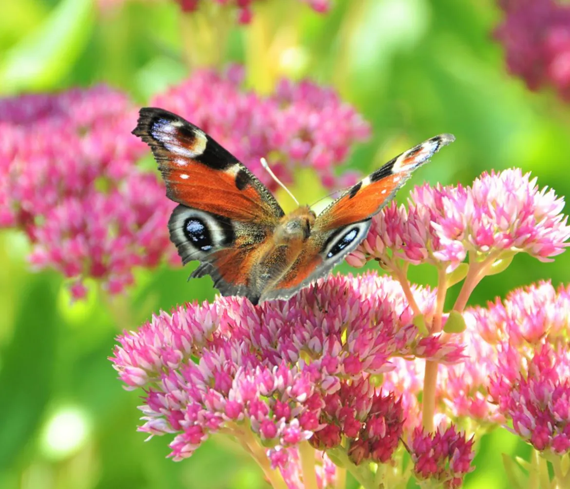 Bio Große Fetthenne 'Herbstfreude'