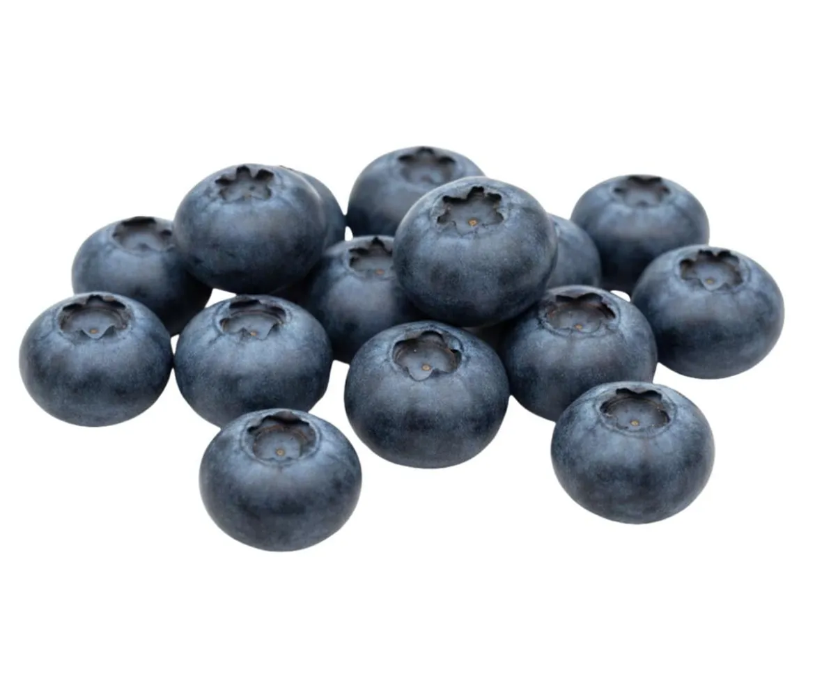 Bio Heidelbeere 'Hortblue Petite®'