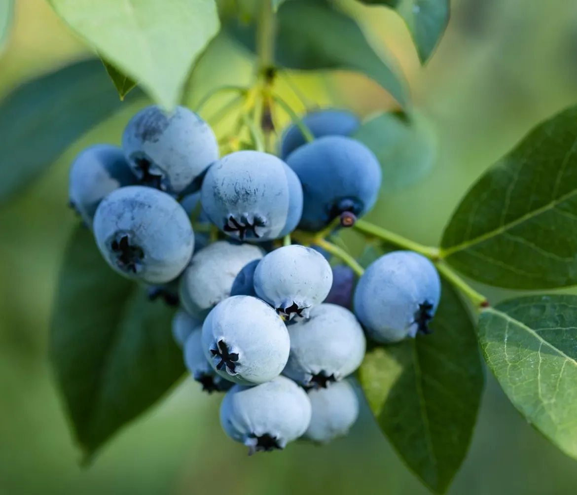 Bio Heidelbeere 'Hortblue Petite®'