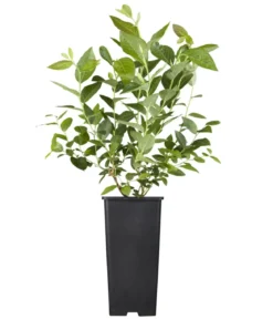 Bio Heidelbeere 'Hortblue Petite®'