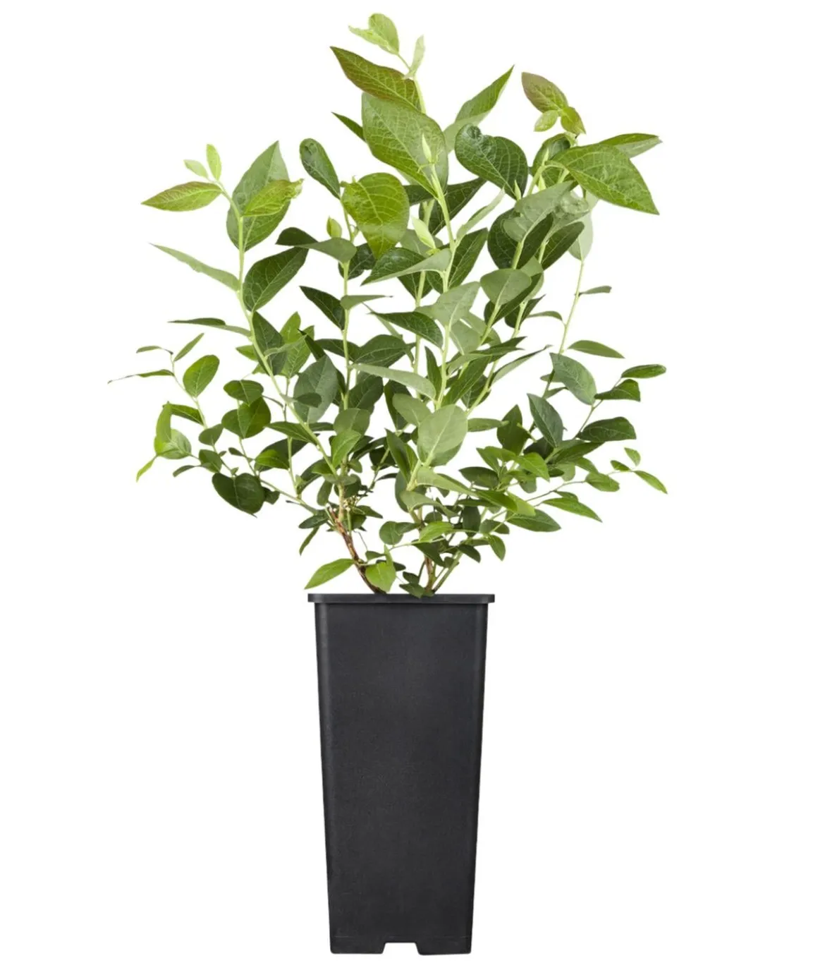 Bio Heidelbeere 'Hortblue Petite®'