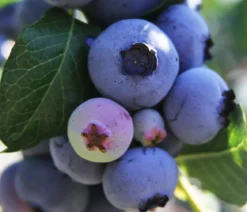 Bio Heidelbeere 'Little Blue Wonder'
