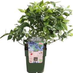 Bio Heidelbeere 'Little Blue Wonder'