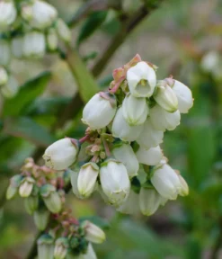 Bio Heidelbeere 'Pink Lemonade®'