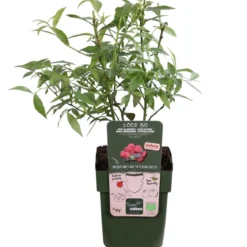 Bio Heidelbeere 'Pink Lemonade®'