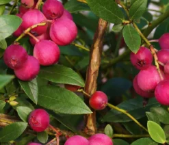 Bio Heidelbeere 'Pink Lemonade®'