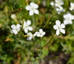 Bio Heide-Nelke 'Albus'