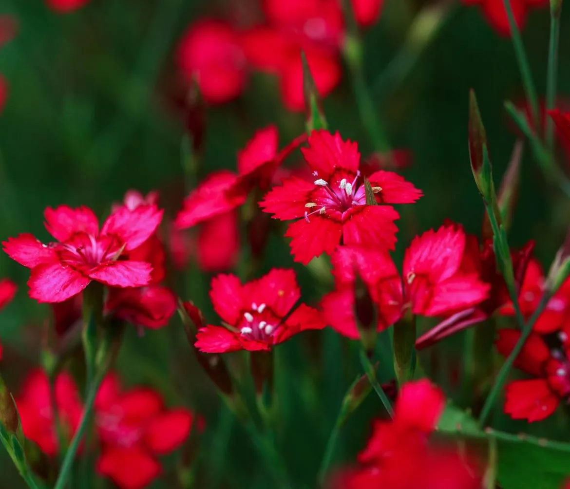 Bio Heide-Nelke, rot