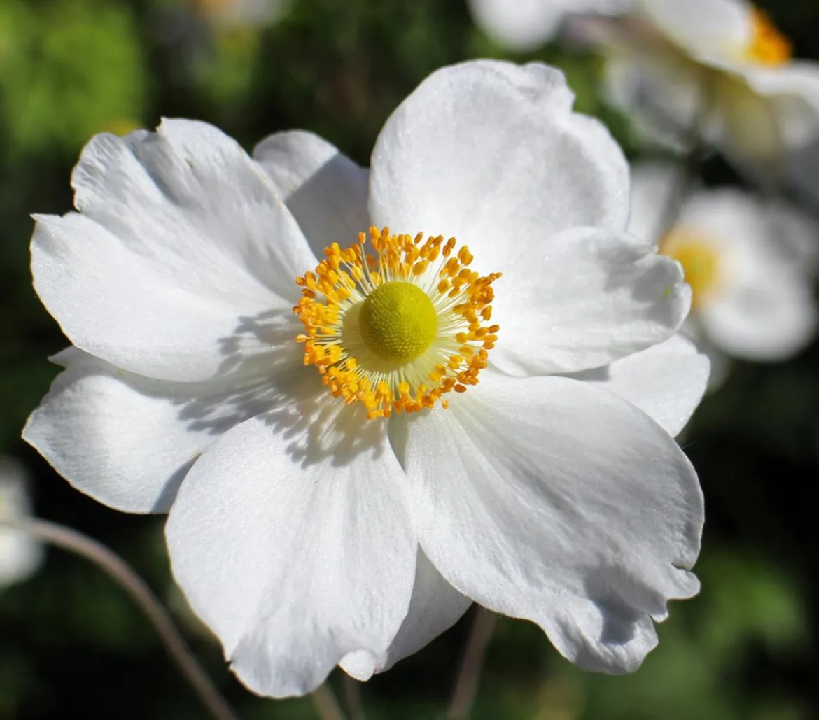 Bio Herbst-Anemone 'Honorine Jobert'