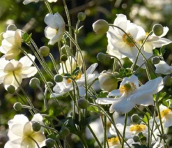 Bio Herbst-Anemone 'Honorine Jobert'