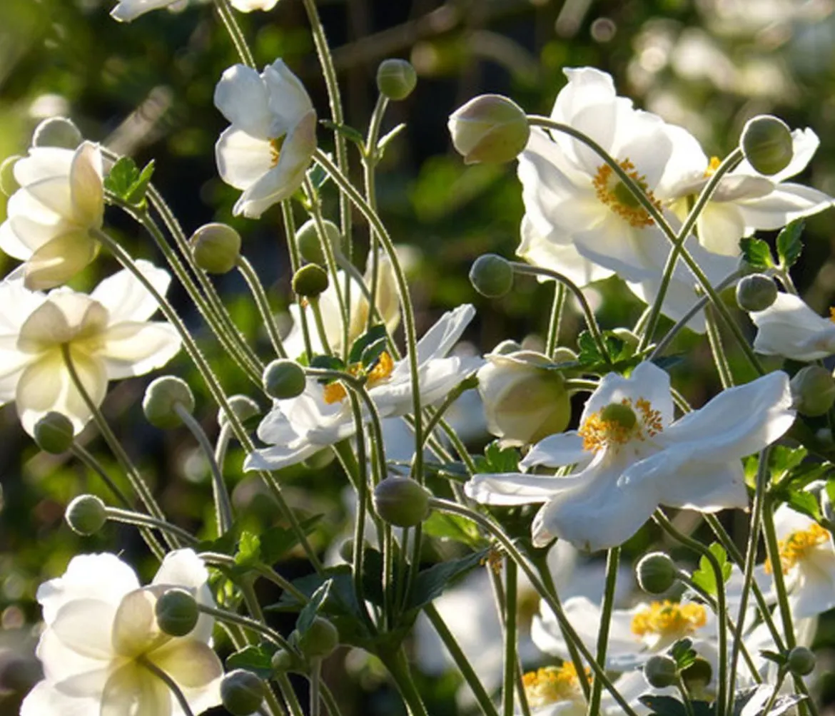 Bio Herbst-Anemone 'Honorine Jobert'