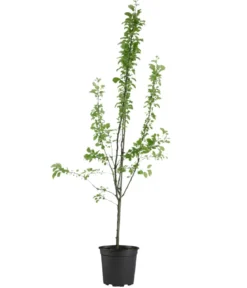 Bio Herbstapfel 'Alkmene'