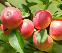 Bio Herbstapfel 'Alkmene'