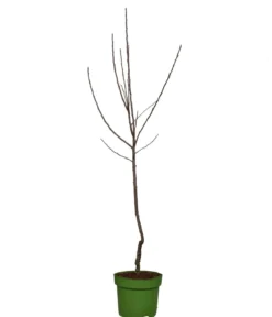 Bio Herbstapfel 'Ingrid Marie'