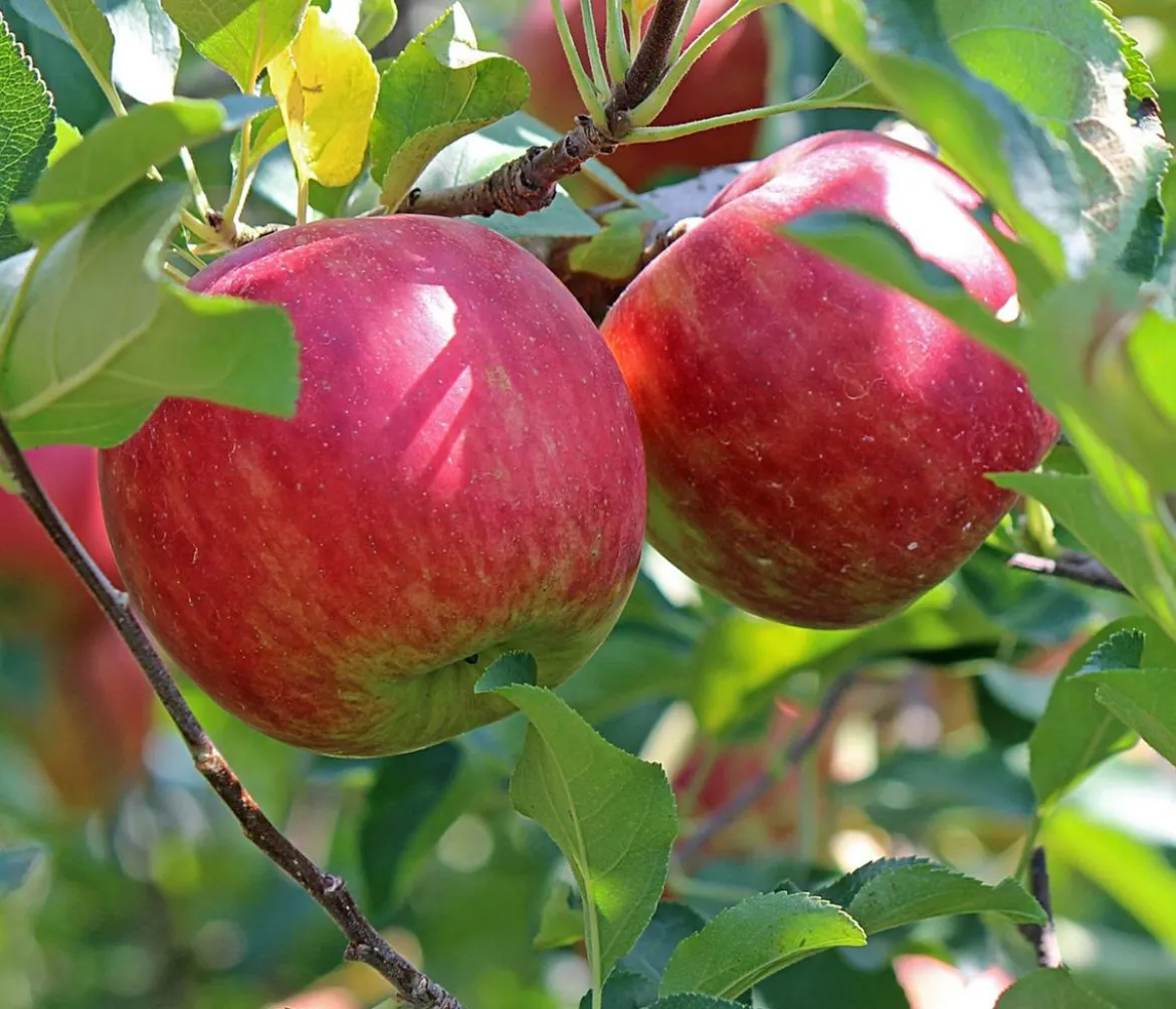 Bio Herbstapfel 'Ingrid Marie'