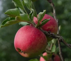 Bio Herbstapfel 'Topaz'