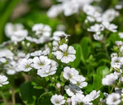 Bio Himalaya-Schleierkraut